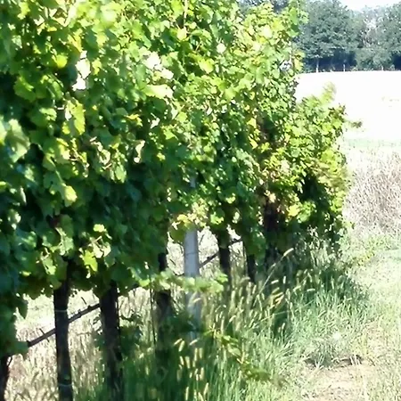 Maulbeerbaeume Auf Dem Bauernhof By Interhome Ferienhaus *